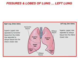 FISSURES & LOBES OF LUNG … LEFT LUNG 
• 2 lobes viz. : superior & inferior 
• Separated by oblique fissure 
• Tongue shaped projection of left lung below cardiac notch is called LINGULA ; 
corresponds to middle lobe of right lung 
 