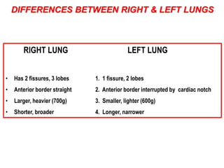 DIFFERENCES BETWEEN RIGHT & LEFT LUNGS 
RIGHT LUNG LEFT LUNG 
• Has 2 fissures, 3 lobes 1. 1 fissure, 2 lobes 
• Anterior border straight 2. Anterior border interrupted by cardiac notch 
• Larger, heavier (700g) 3. Smaller, lighter (600g) 
• Shorter, broader 4. Longer, narrower 
 