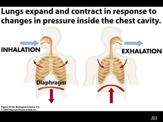 Diagram of Diaphragm 
JH 
 