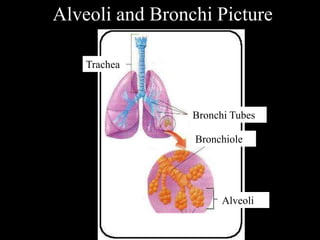 Alveoli and Bronchi Picture 
Trachea 
Bronchi Tubes 
Bronchiole 
Alveoli 
 