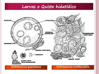 21 
Echinococcus granulosus Echinococcus multilocularis 
 