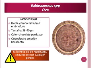 5 
Características 
 Doble corona radiada o 
embrióforo 
 Tamaño: 38-40 μm 
 Color chocolate parduzco 
 Oncósfera o embrión 
hexacanto 
Es idéntica a la de Taenia spp. , 
se puede colocar cualquier 
género. 
 