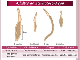 E. granulosus E. multilocularis E. vogeli E. oligarthrus 
Útero sacular Útero racemoso Útero racemoso Útero racemoso 
59 
Poro genital 
posterior 
Poro genital anterior Ganchos grandes Ganchos pequeños 
 