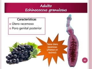 60 
Características 
 Útero racemoso 
 Poro genital posterior 
Tiene útero 
racemoso 
(¡Parece un 
racimo!) 
 