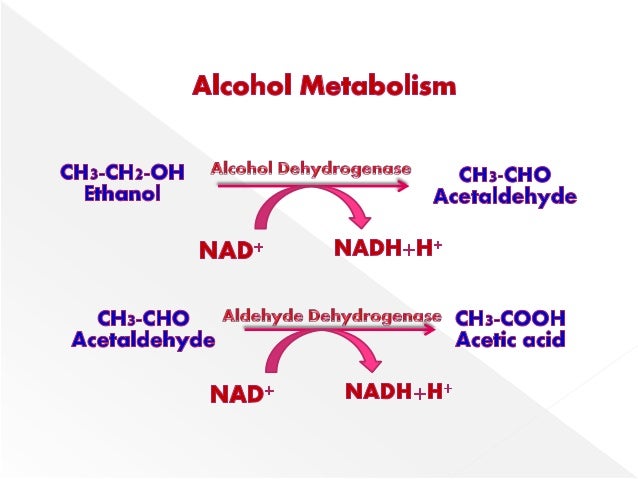 ALCOHOL METABOLISM