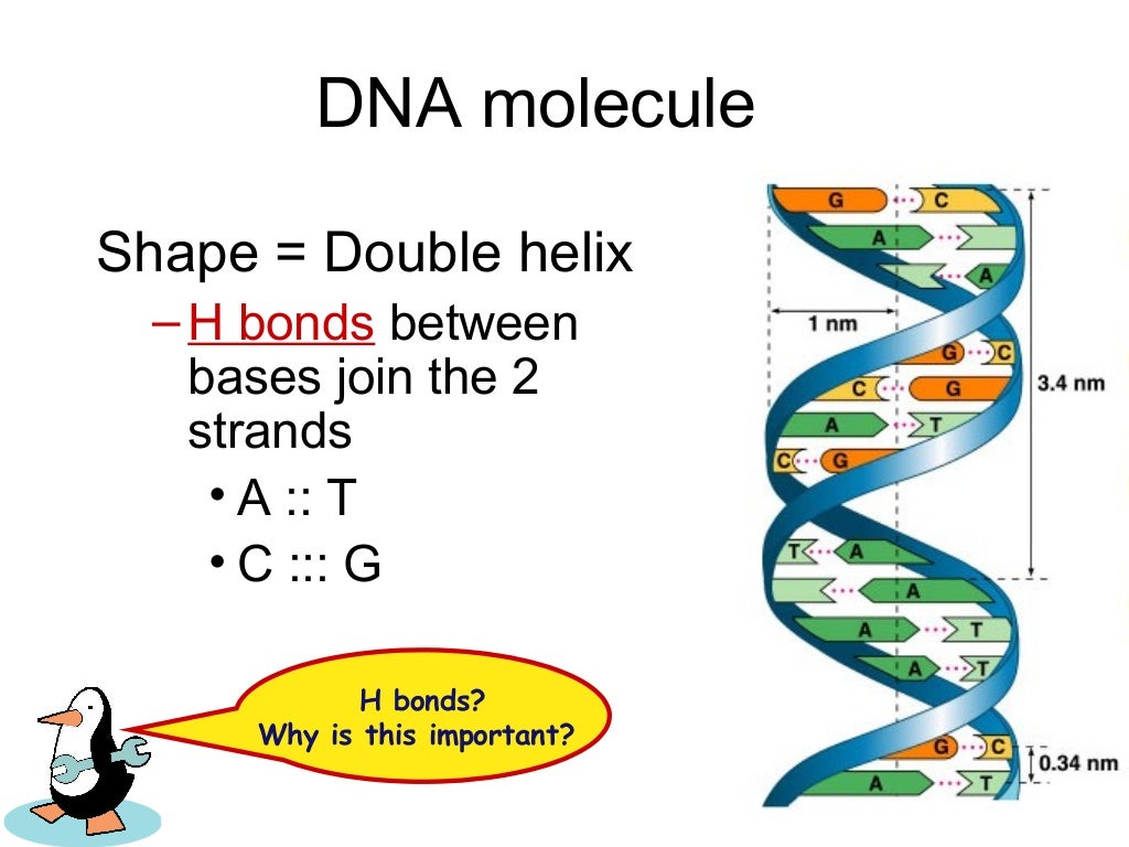 what is the classification of dna