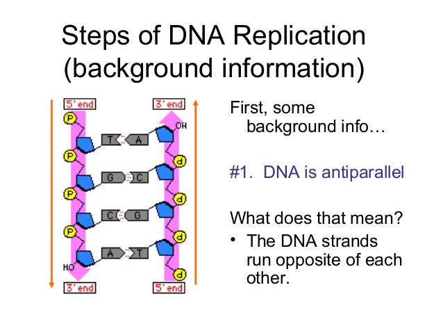 12 2 Replication Of Dna