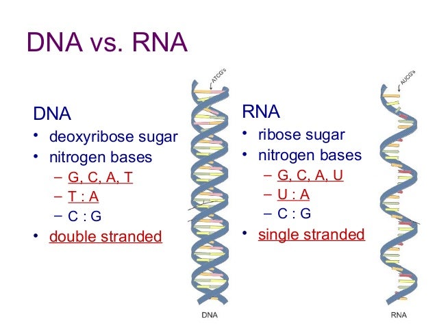 How are DNA and RNA similar?