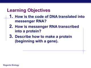 Regents Biology
Learning Objectives
1. How is the code of DNA translated into
messenger RNA?
2. How is messenger RNA transcribed
into a protein?
3. Describe how to make a protein
(beginning with a gene).
 