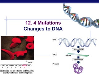 Regents Biology 2009-2010
12. 4 Mutations
Changes to DNA
 