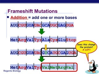 Regents Biology
Frameshift Mutations
 Addition = add one or more bases
AUGCGUGUAUACGCAUGCGAGUGA
MetArgValTyrAlaCysGluStop
AUGCGUGUAUACGUCAUGCGAGUGA
MetArgValTyrValMetArgValA
Does this change
the protein?
A LOT!
 
