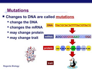 Regents Biology
Mutations
 Changes to DNA are called mutations
 change the DNA
 changes the mRNA
 may change protein
 may change trait
DNA TACGCACATTTACGTACG
mRNA AUGCGUGUAAAUGCAUGC
aa aa aa aa aa aa aaprotein
trait
 