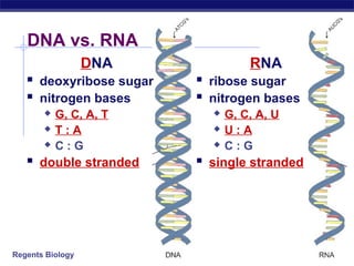 Regents Biology
DNA vs. RNA
DNA
 deoxyribose sugar
 nitrogen bases
 G, C, A, T
 T : A
 C : G
 double stranded
RNA
 ribose sugar
 nitrogen bases
 G, C, A, U
 U : A
 C : G
 single stranded
 