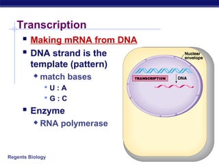 Regents Biology
Transcription
 Making mRNA from DNA
 DNA strand is the
template (pattern)
 match bases
 U : A
 G : C
 Enzyme
 RNA polymerase
 