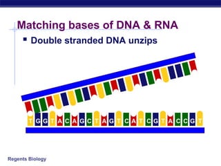 Regents Biology
Matching bases of DNA & RNA
 Double stranded DNA unzips
A G GGGGGT T A C A C T T T T TC C C CA A
 