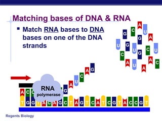 Regents Biology
Matching bases of DNA & RNA
 Match RNA bases to DNA
bases on one of the DNA
strands
U
A G GGGGGT T A C A C T T T T TC C C CA A
U
U
U
U
U
G
G
A
A
A C C
RNA
polymerase
C
C
C
C
C
G
G
G
G
A
A
A
A
A
 