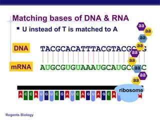 Regents Biology
Matching bases of DNA & RNA
 U instead of T is matched to A
TACGCACATTTACGTACGCGGDNA
AUGCGUGUAAAUGCAUGCGCCmRNA
U C CCCCCA A U G U G A A A A AG G G GU U
ribosome
 
