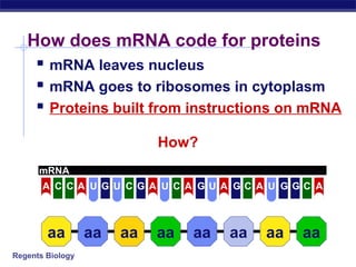 Regents Biology
How does mRNA code for proteins
 mRNA leaves nucleus
 mRNA goes to ribosomes in cytoplasm
 Proteins built from instructions on mRNA
aa aa aa aa aa aa aa aa
How?
mRNA
U C CCCCCA A U G U G A A A A AG G G GU U
 