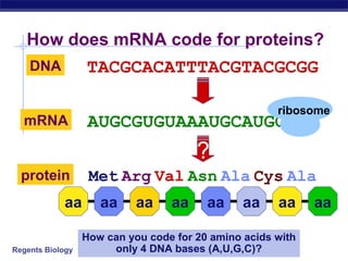 Regents Biology
How does mRNA code for proteins?
TACGCACATTTACGTACGCGGDNA
AUGCGUGUAAAUGCAUGCGCCmRNA
Met Arg Val Asn Ala Cys Alaprotein
?
How can you code for 20 amino acids with
only 4 DNA bases (A,U,G,C)?
ribosome
aa aa aa aa aa aa aa aa
 