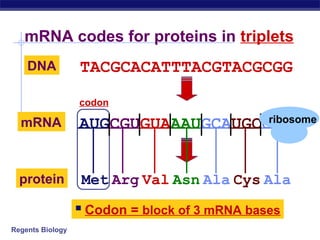 Regents Biology
AUGCGUGUAAAUGCAUGCGCCmRNA
mRNA codes for proteins in triplets
TACGCACATTTACGTACGCGGDNA
AUGCGUGUAAAUGCAUGCGCCmRNA
Met Arg Val Asn Ala Cys Alaprotein
?
 Codon = block of 3 mRNA bases
codon
ribosome
 