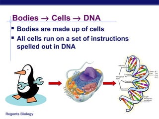 Regents Biology
 Bodies are made up of cells
 All cells run on a set of instructions
spelled out in DNA
Bodies → Cells → DNA
 