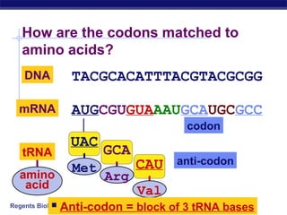 Regents Biology
How are the codons matched to
amino acids?
TACGCACATTTACGTACGCGGDNA
AUGCGUGUAAAUGCAUGCGCCmRNA
anti-codon
codon
tRNA
UAC
Met
GCA
Arg
CAU
Val
 Anti-codon = block of 3 tRNA bases
amino
acid
 