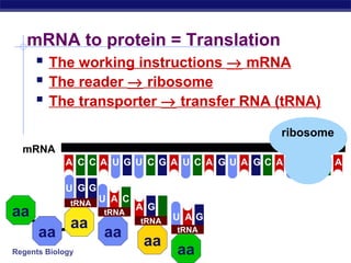 Regents Biology
mRNA to protein = Translation
 The working instructions → mRNA
 The reader → ribosome
 The transporter → transfer RNA (tRNA)
mRNA
U C CCCCCA A U G U G A A A A AG G G GU U
aa
aa
aa
tRNA
GGU
aa
tRNA
U A C
aa
tRNA
GA C
tRNA
aa
A GU
ribosome
 