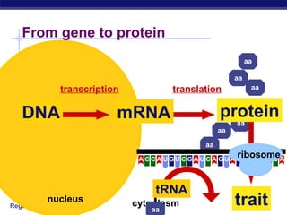 Regents Biology
aa
aa
aa
aa
aa
aa
aa
mRNA
From gene to protein
DNA
transcription
nucleus cytoplasm
protein
translation
trait
U C CCCCCA A U G U G A A A A AG G G GU U
ribosome
tRNA
aa
 