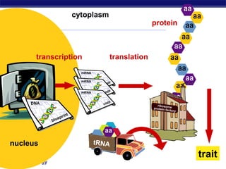 Regents Biology
protein
transcription
cytoplasm
nucleus
translation
trait
 