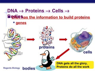 Regents Biology
 DNA has the information to build proteins
 genes
DNA → Proteins → Cells →
Bodies
proteins
cells
bodies
DNA gets all the glory,
Proteins do all the work
 