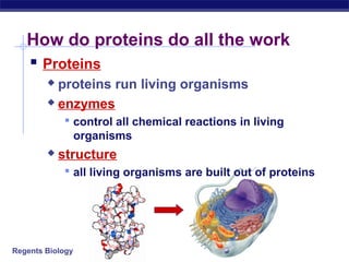 Regents Biology
How do proteins do all the work
 Proteins
 proteins run living organisms
 enzymes
 control all chemical reactions in living
organisms
 structure
 all living organisms are built out of proteins
 