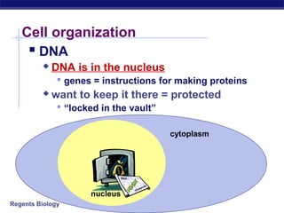 Regents Biology
cytoplasm
nucleus
Cell organization
 DNA
 DNA is in the nucleus
 genes = instructions for making proteins
 want to keep it there = protected
 “locked in the vault”
 