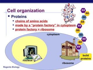 Regents Biology
Cell organization
 Proteins
 chains of amino acids
 made by a “protein factory” in cytoplasm
 protein factory = ribosome
nucleus
cytoplasm
ribosome
build
proteins
 