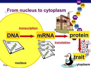 Regents Biology
mRNA
From nucleus to cytoplasm
DNA
transcription
nucleus
cytoplasm
translation
trait
protein
 