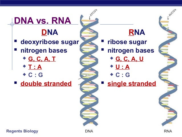dna vs rna dna vs rna