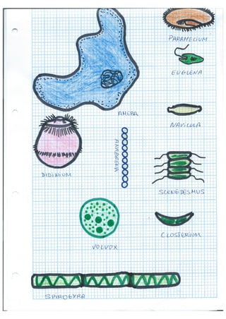 12. protoctistas (dibujos microrganismos charca)