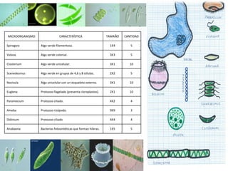 MICROORGANISMO CARACTERÍSTICA TAMAÑO CANTIDAD
Spirogyra Alga verde filamentosa. 1X4 5
Volvox Alga verde colonial. 3X3 5
Closterium Alga verde unicelular. 3X1 10
Scenedesmus Alga verde en grupos de 4,6 y 8 células. 2X2 5
Navicula Alga unicelular con un esqueleto externo. 3X1 10
Euglena Protozoo flagelado (presenta cloroplastos). 2X1 10
Paramecium Protozoo ciliado. 4X2 4
Ameba Protozoo rizópodo. 9X9 3
Didinium Protozoo ciliado 4X4 4
Anabaena Bacterias fotosintéticas que forman hileras. 1X5 5
 