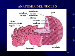ANATOMÍA DEL NÚCLEO
34
 