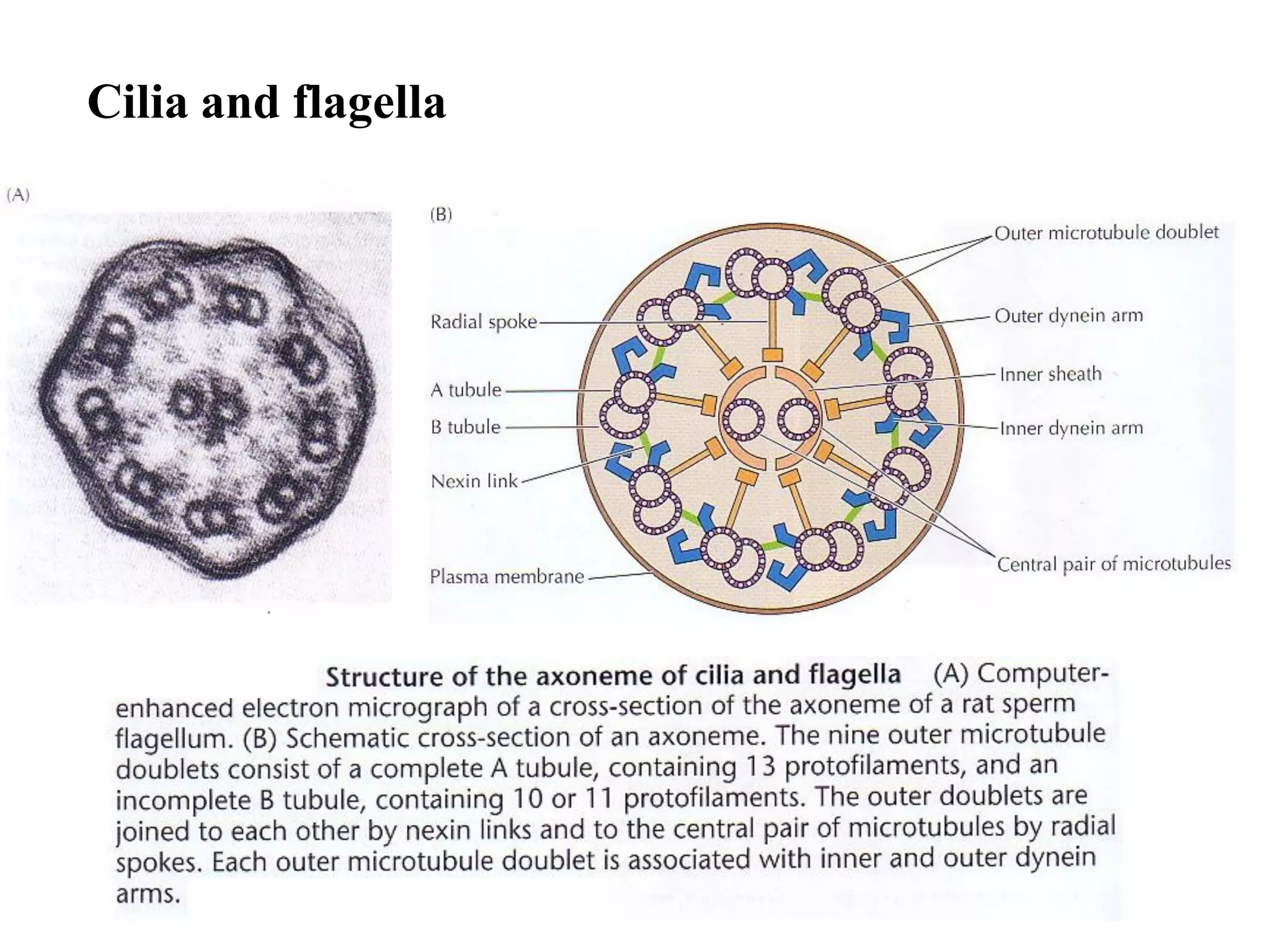 Cilia and flagella
 