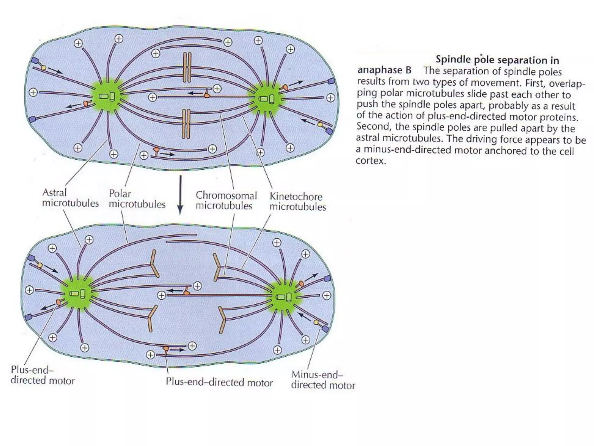 12. Microtubules - cell biology