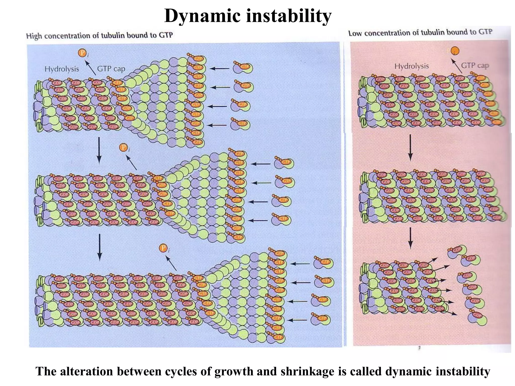 Dynamic instability
The alteration between cycles of growth and shrinkage is called dynamic instability
 