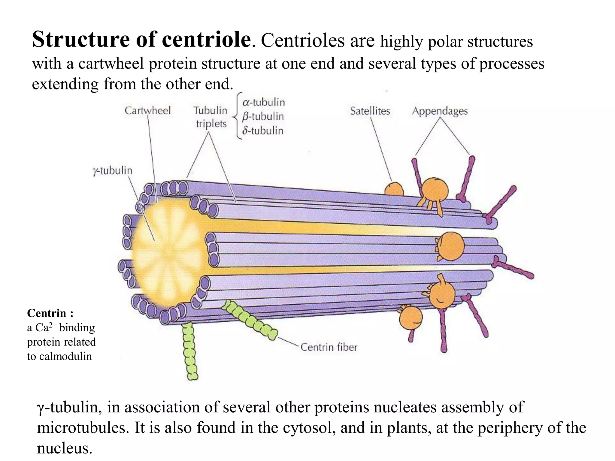 Structure of centriole. Centrioles are highly polar structures
with a cartwheel protein structure at one end and several types of processes
extending from the other end.
γ-tubulin, in association of several other proteins nucleates assembly of
microtubules. It is also found in the cytosol, and in plants, at the periphery of the
nucleus.
Centrin :
a Ca2+ binding
protein related
to calmodulin
 
