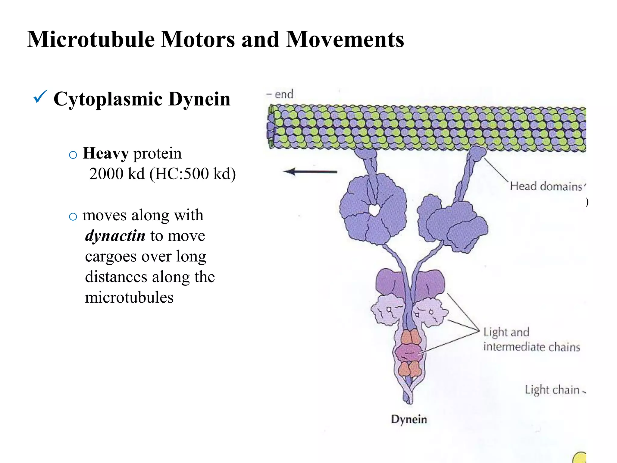  Cytoplasmic Dynein
Heavy chains
Microtubule Motors and Movements
(Motor domain)
o Heavy protein
2000 kd (HC:500 kd)
o moves along with
dynactin to move
cargoes over long
distances along the
microtubules
 