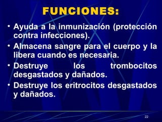 22
FUNCIONES:
• Ayuda a la inmunización (protección
contra infecciones).
• Almacena sangre para el cuerpo y la
libera cuando es necesaria.
• Destruye los trombocitos
desgastados y dañados.
• Destruye los eritrocitos desgastados
y dañados.
 