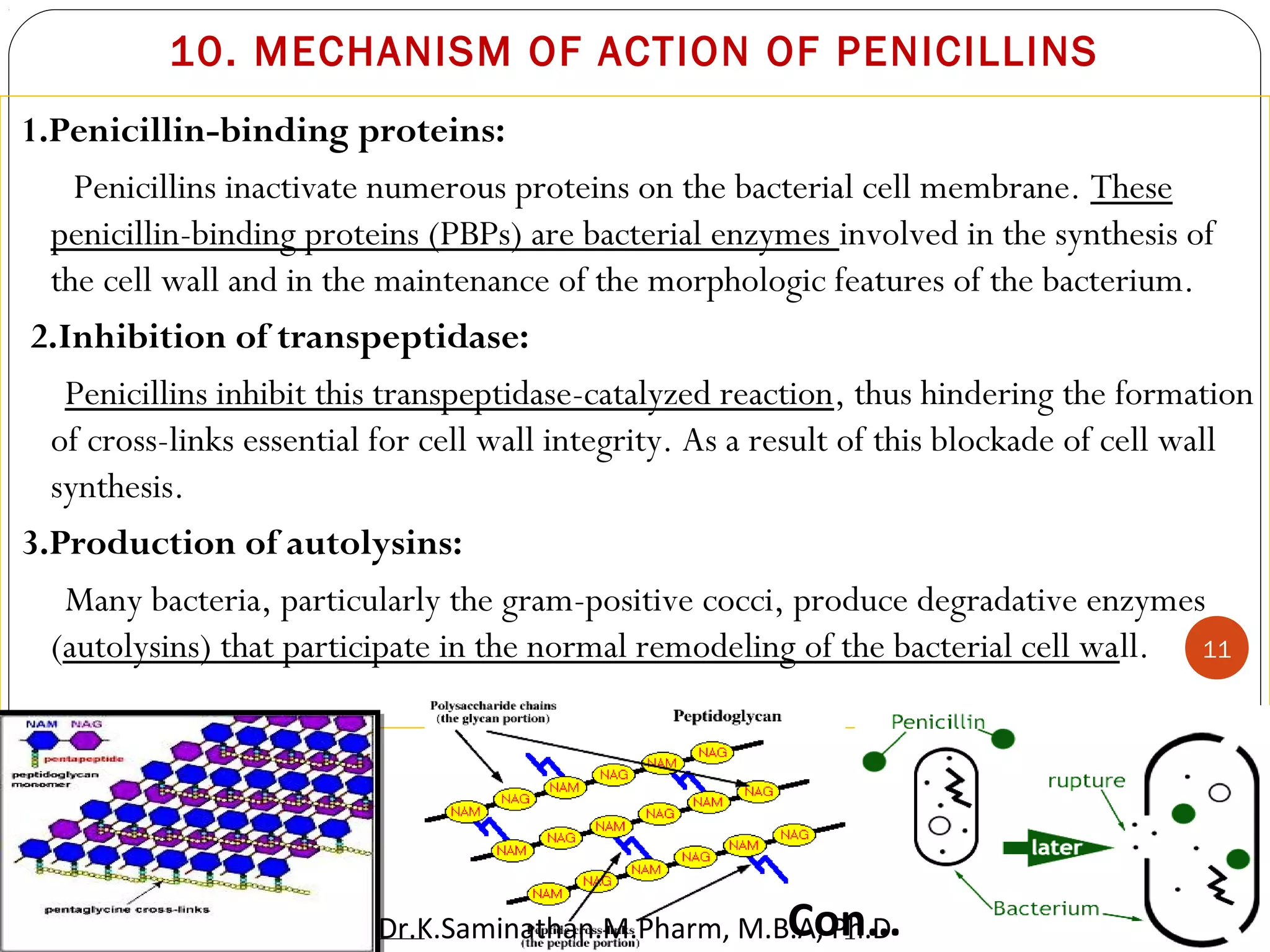 10. MECHANISM OF ACTION OF PENICILLINS
11
1.Penicillin-binding proteins:
Penicillins inactivate numerous proteins on the bacterial cell membrane. These
penicillin-binding proteins (PBPs) are bacterial enzymes involved in the synthesis of
the cell wall and in the maintenance of the morphologic features of the bacterium.
2.Inhibition of transpeptidase:
Penicillins inhibit this transpeptidase-catalyzed reaction, thus hindering the formation
of cross-links essential for cell wall integrity. As a result of this blockade of cell wall
synthesis.
3.Production of autolysins:
Many bacteria, particularly the gram-positive cocci, produce degradative enzymes
(autolysins) that participate in the normal remodeling of the bacterial cell wall.
 
Con…
11
Dr.K.Saminathan.M.Pharm, M.B.A, Ph.D
 