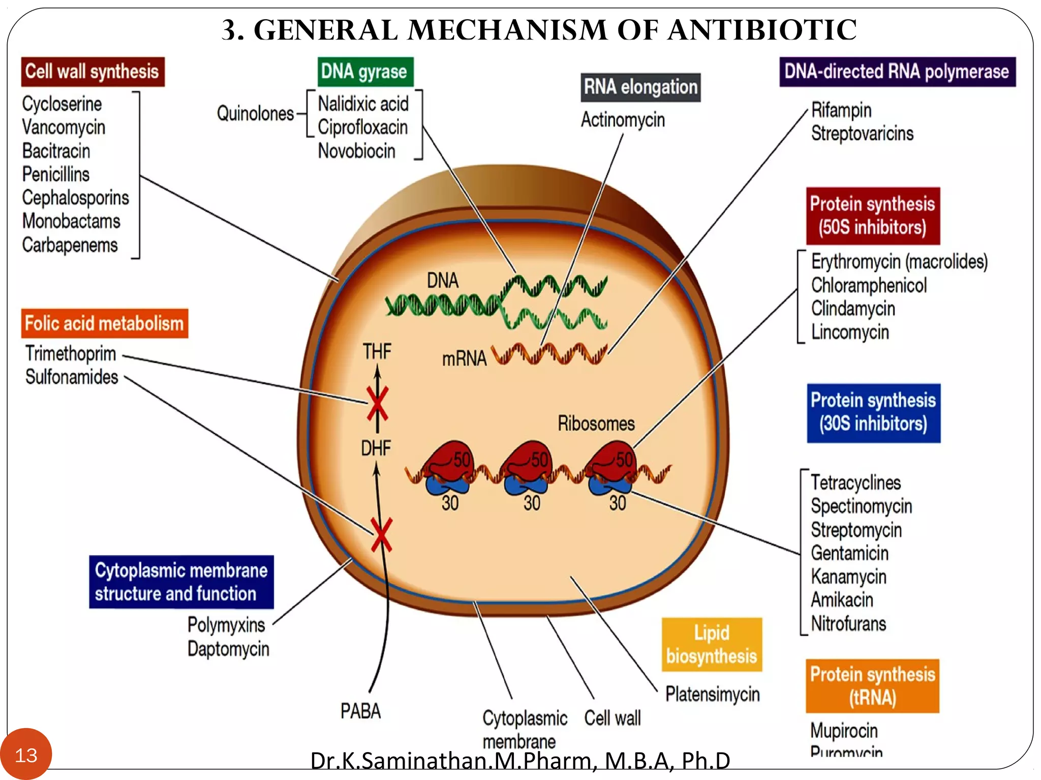 3. GENERAL MECHANISM OF ANTIBIOTIC
13 Dr.K.Saminathan.M.Pharm, M.B.A, Ph.D
 