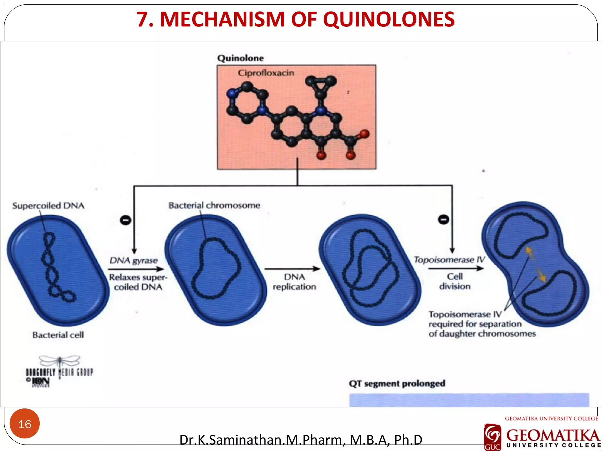 16
7. MECHANISM OF QUINOLONES
Con…Dr.K.Saminathan.M.Pharm, M.B.A, Ph.D
 