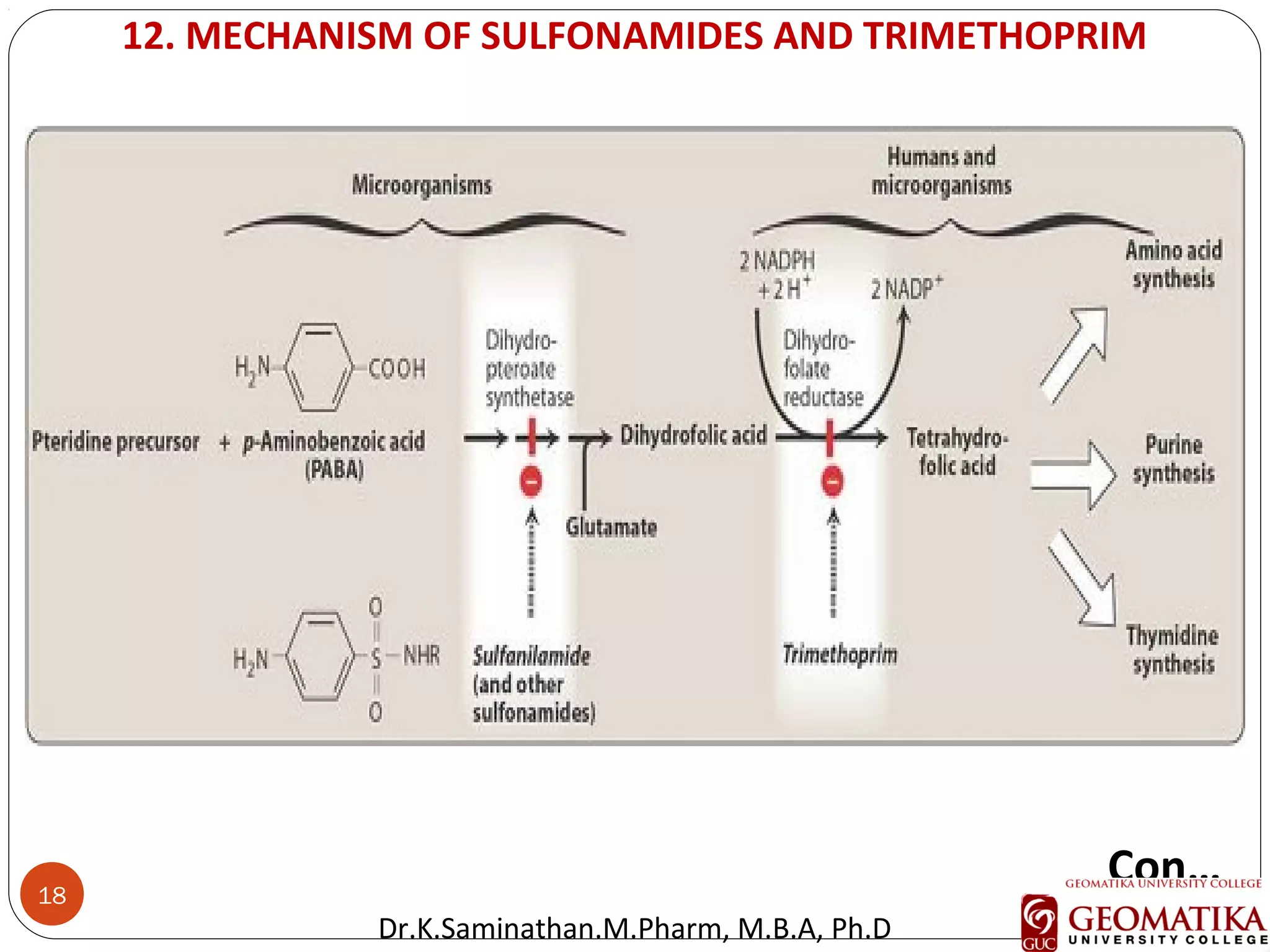 18
12. MECHANISM OF SULFONAMIDES AND TRIMETHOPRIM
Con…
Dr.K.Saminathan.M.Pharm, M.B.A, Ph.D
 