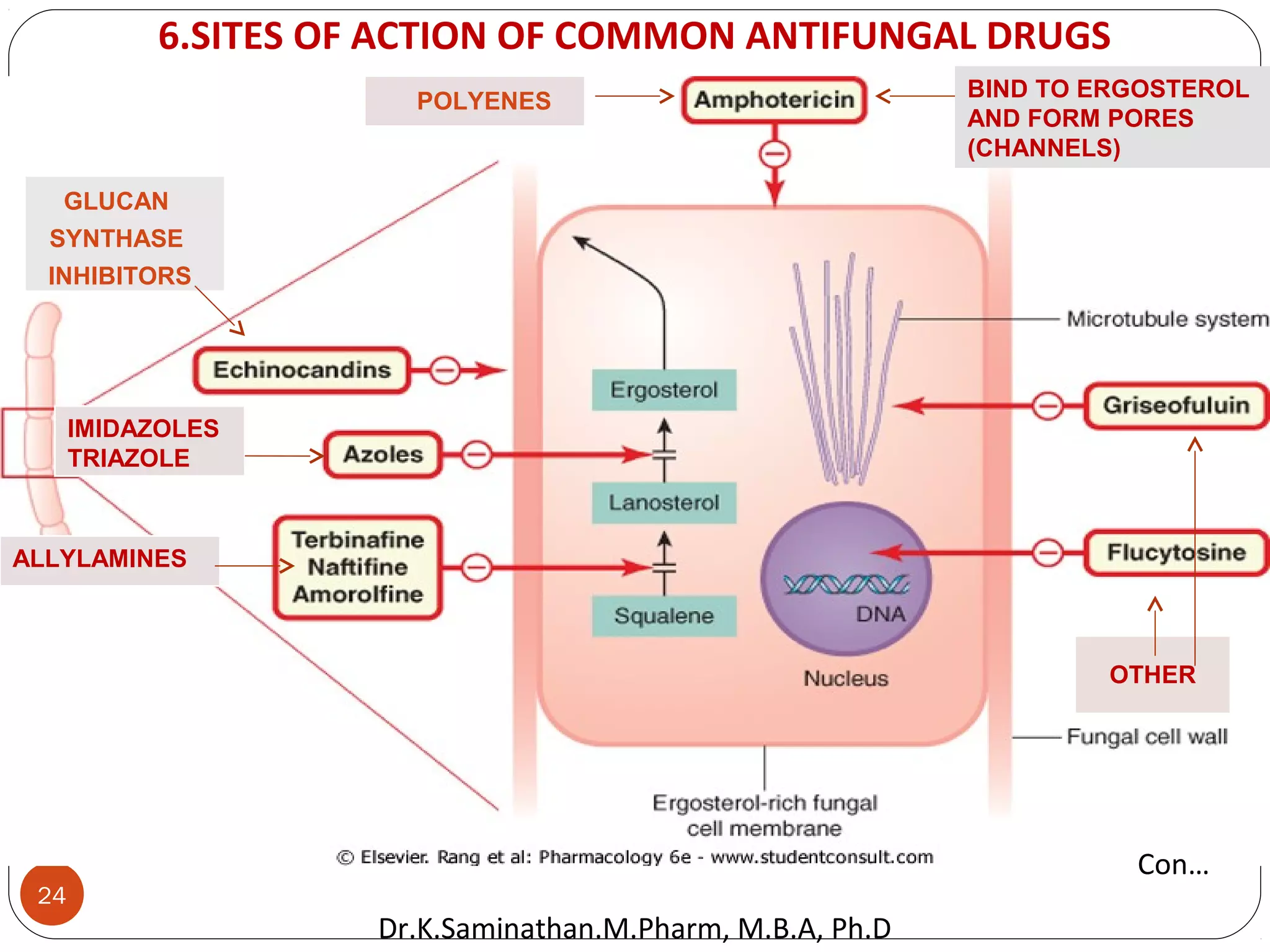 24
6.SITES OF ACTION OF COMMON ANTIFUNGAL DRUGS
Con…
POLYENES
IMIDAZOLES
TRIAZOLE
ALLYLAMINES
OTHER
GLUCAN
SYNTHASE
INHIBITORS
BIND TO ERGOSTEROL
AND FORM PORES
(CHANNELS)
Dr.K.Saminathan.M.Pharm, M.B.A, Ph.D
 