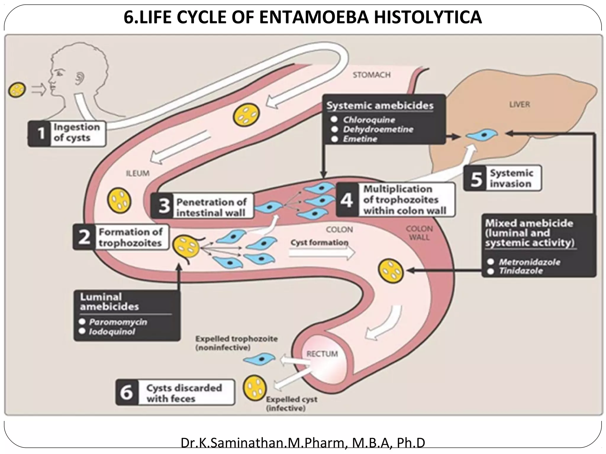40
6.LIFE CYCLE OF ENTAMOEBA HISTOLYTICA
Dr.K.Saminathan.M.Pharm, M.B.A, Ph.D
 